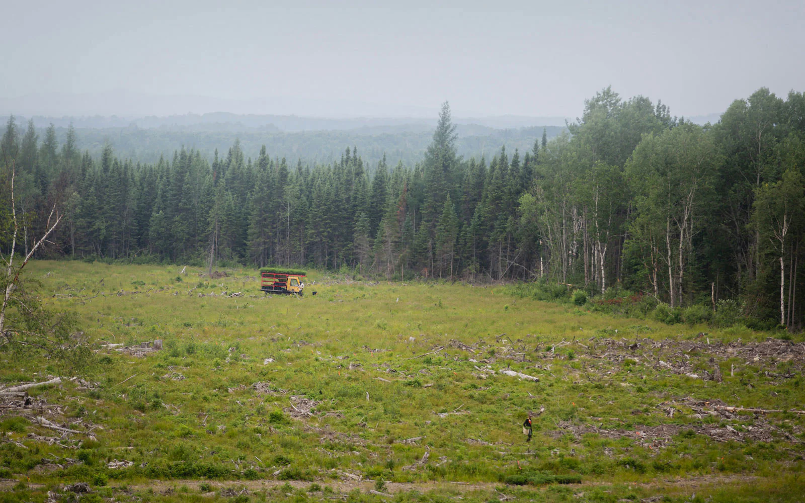 25000-trees-planted-in-1-day_2000x