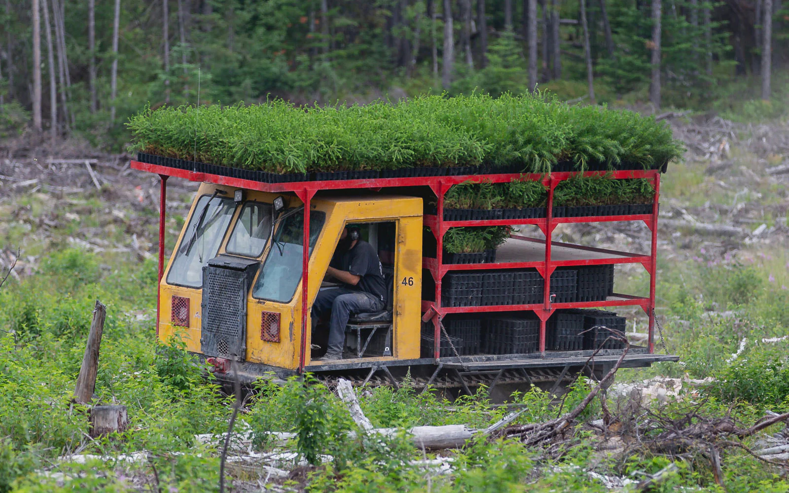 truck-with-tree-saplings_2000x